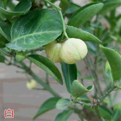 マユミ 真弓 6号鉢 実色選べます 落葉低木 シンボルツリー 紅葉が美しい H Mayumi6 イングの森 花 苗 育て方 通販 Yahoo ショッピング