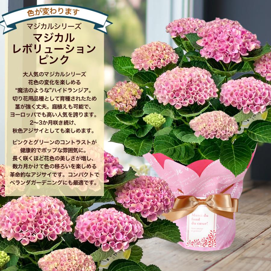 遅れてごめんね 母の日 2026 あじさい プレゼント ギフト 12種類から