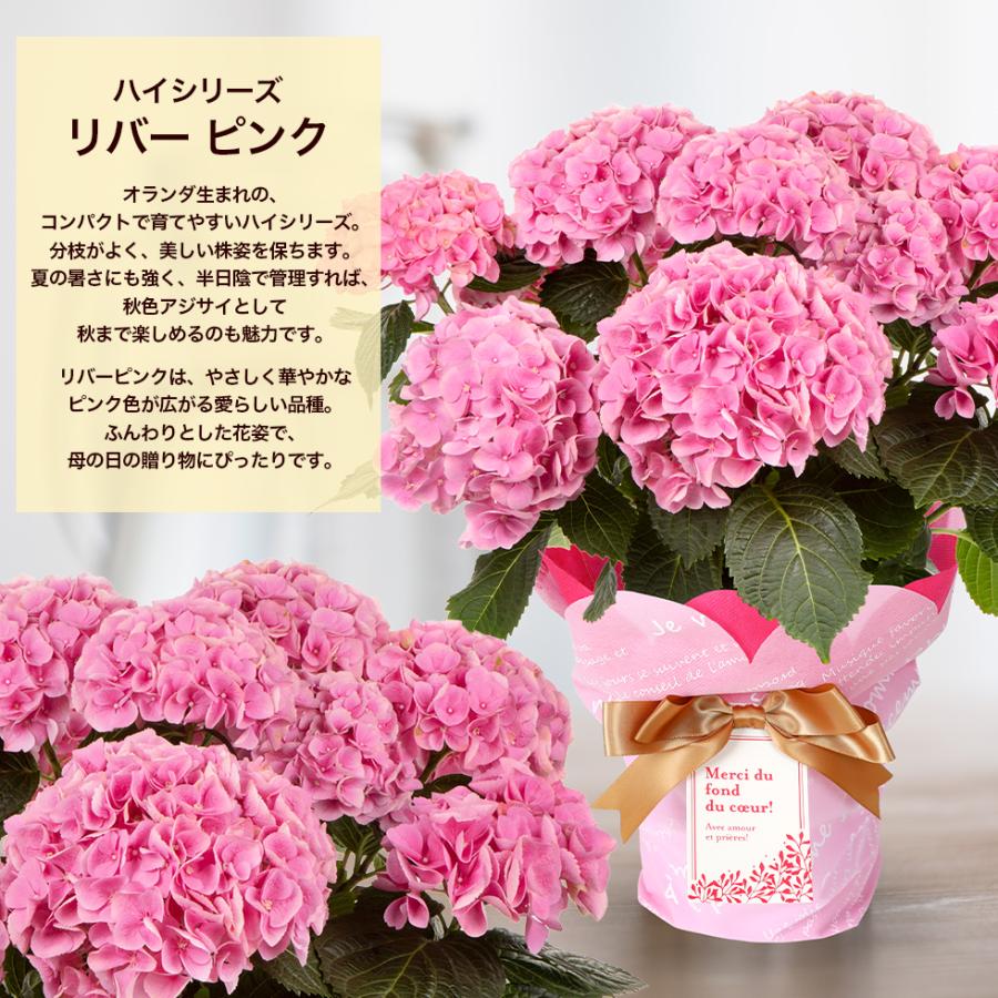 苗 輸入アジサイ 3苗セット割引16日まで