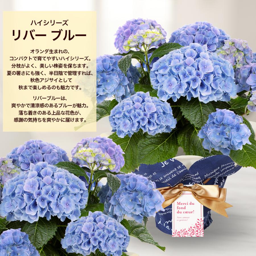 母の日 2026 あじさい プレゼント ギフト 12種類から選べる アジサイ5
