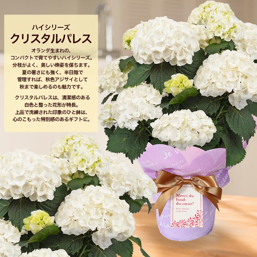 EARTH MATTERS あじさい ローズ 15個セット Dr. Earth Total Advantage Organic Granules Rose Plant Food 12 lb