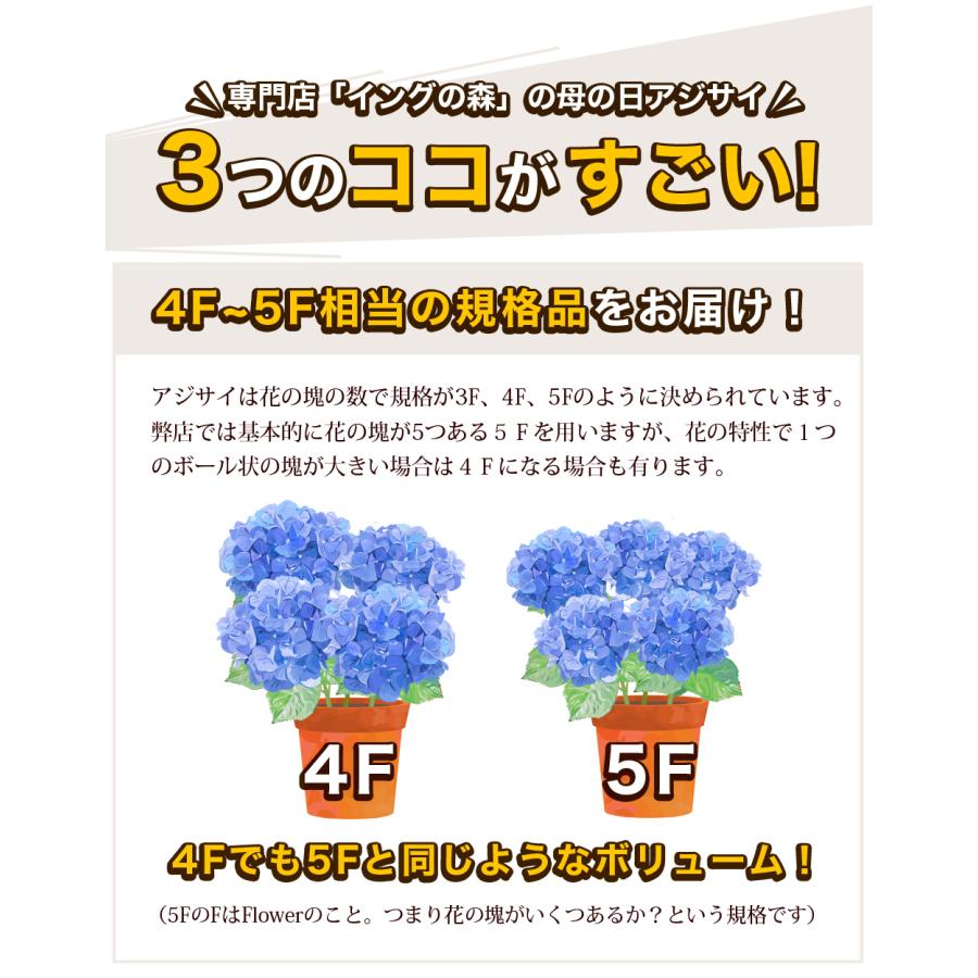 遅れてごめんね 母の日 2026 あじさい プレゼント ギフト 12種類から