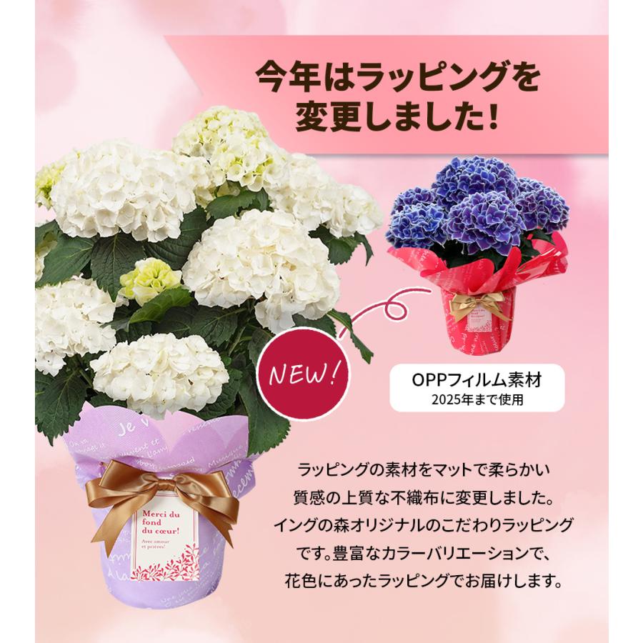 遅れてごめんね 母の日 2026 あじさい プレゼント ギフト 12種類から