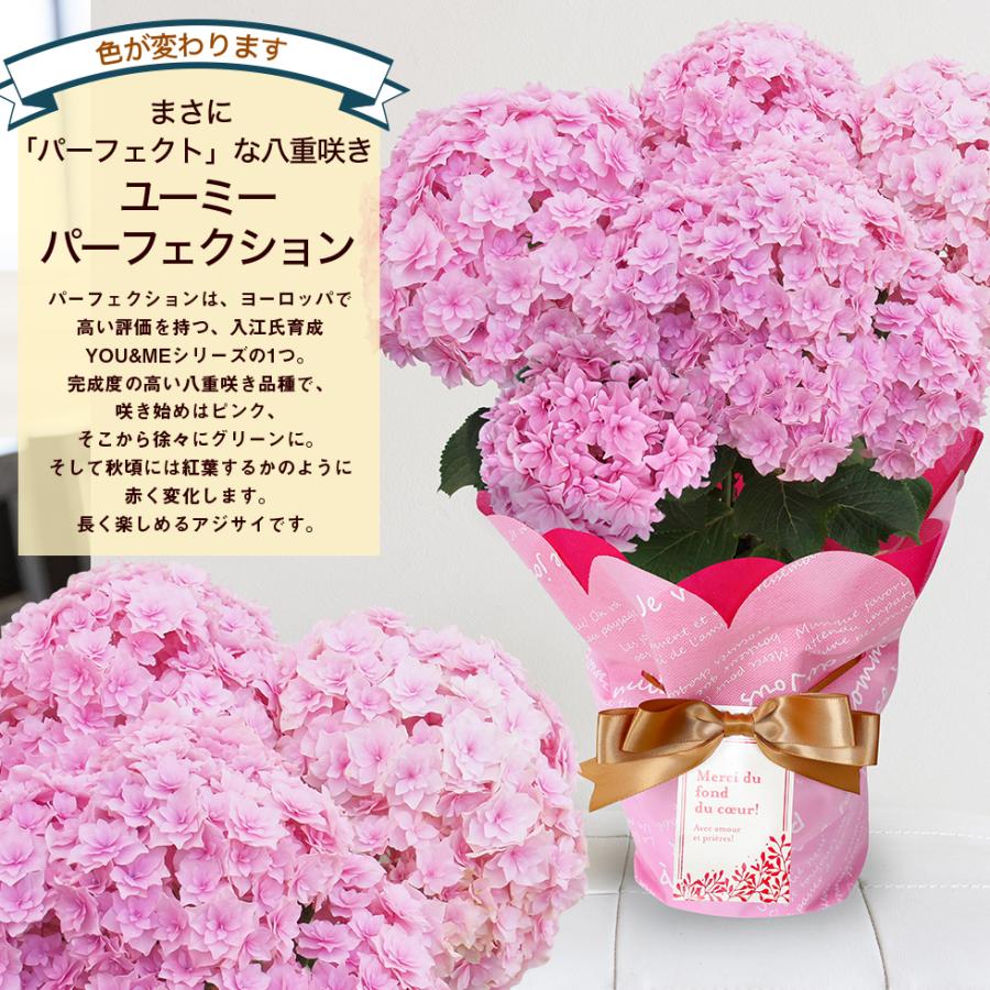 遅れてごめんね 母の日 2026 あじさい プレゼント ギフト 12種類から