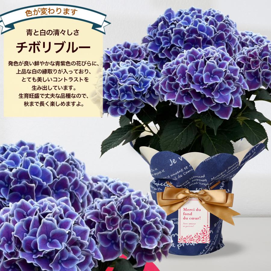 遅れてごめんね 母の日 2026 あじさい プレゼント ギフト 12種類から