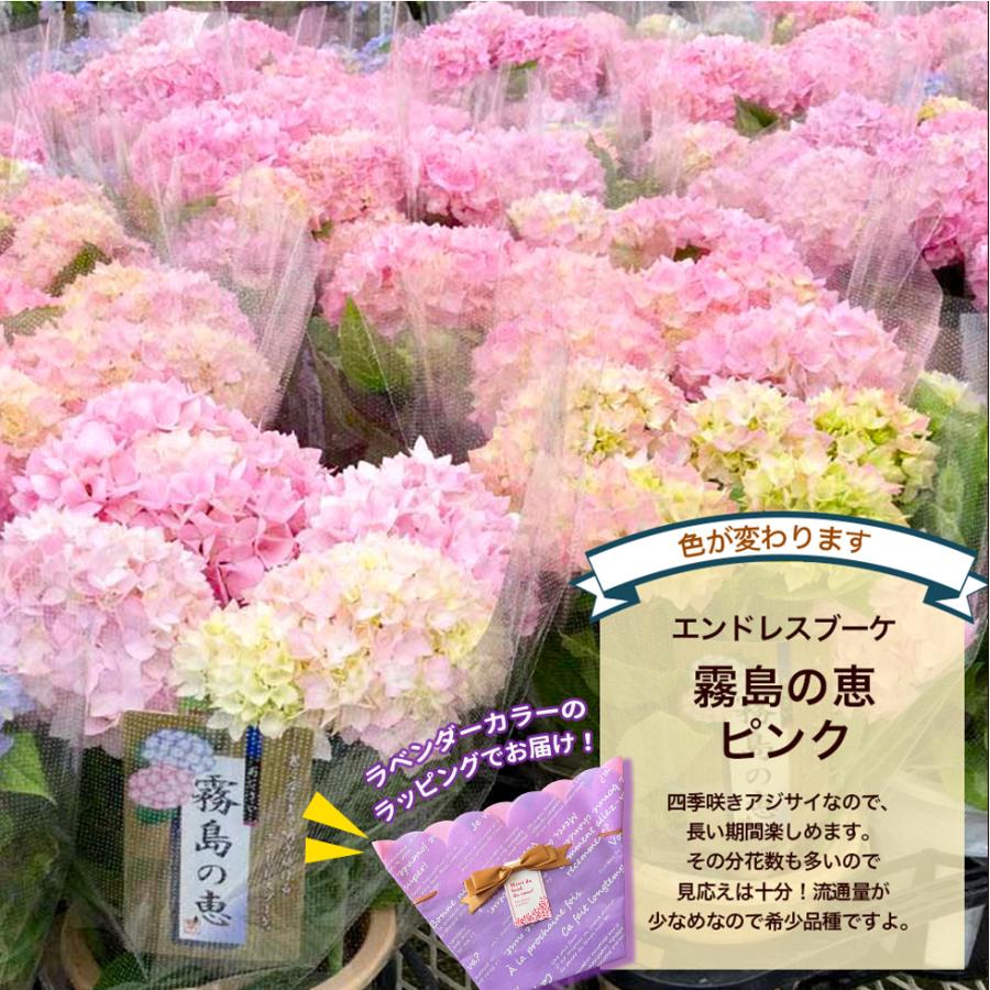 遅れてごめんね 母の日 2026 あじさい プレゼント ギフト 12種類から