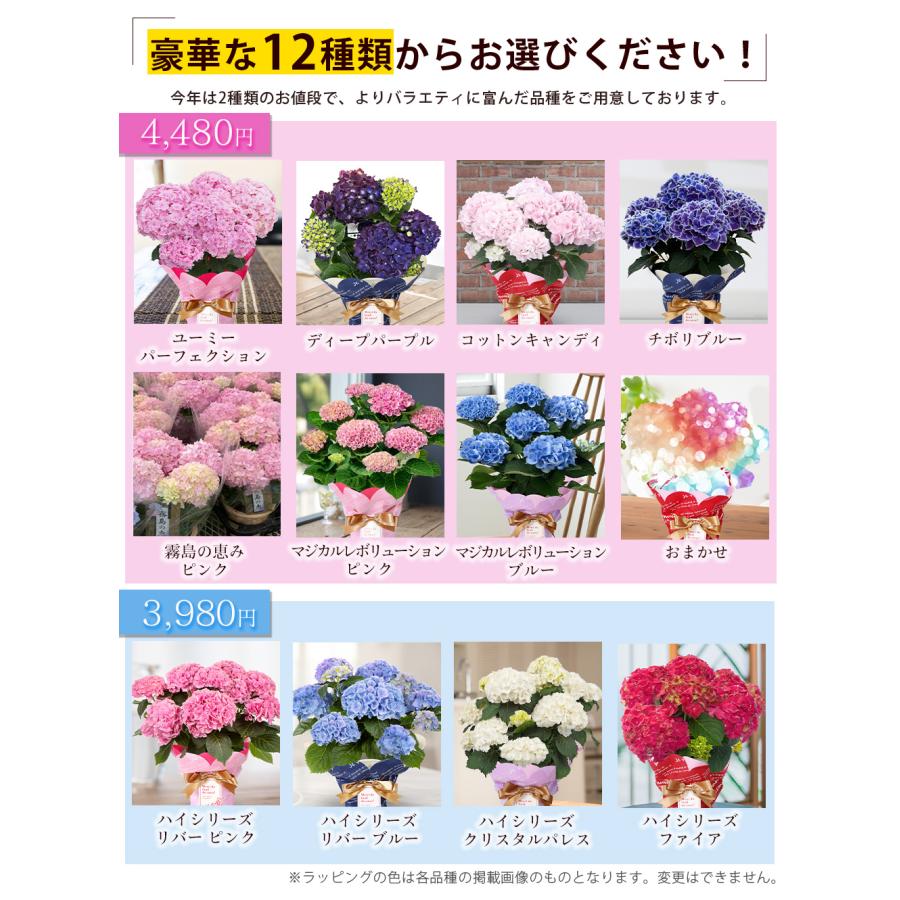 遅れてごめんね 母の日 2026 あじさい プレゼント ギフト 12種類から