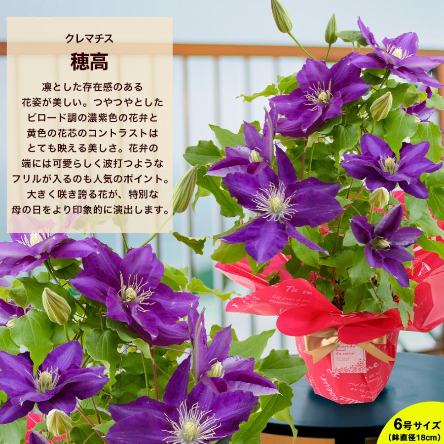 遅れてごめんね 母の日 2026 ギフト プレゼント 花 豪華クレマチス 6号
