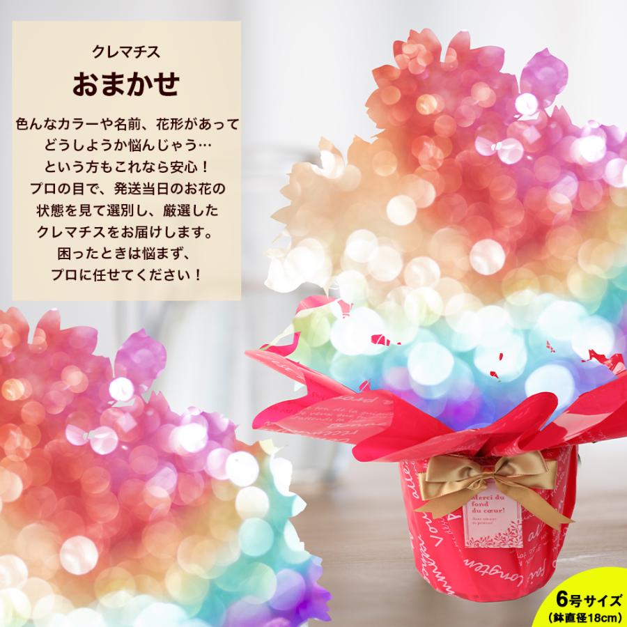 遅れてごめんね 母の日 2026 ギフト プレゼント 花 豪華クレマチス 6号