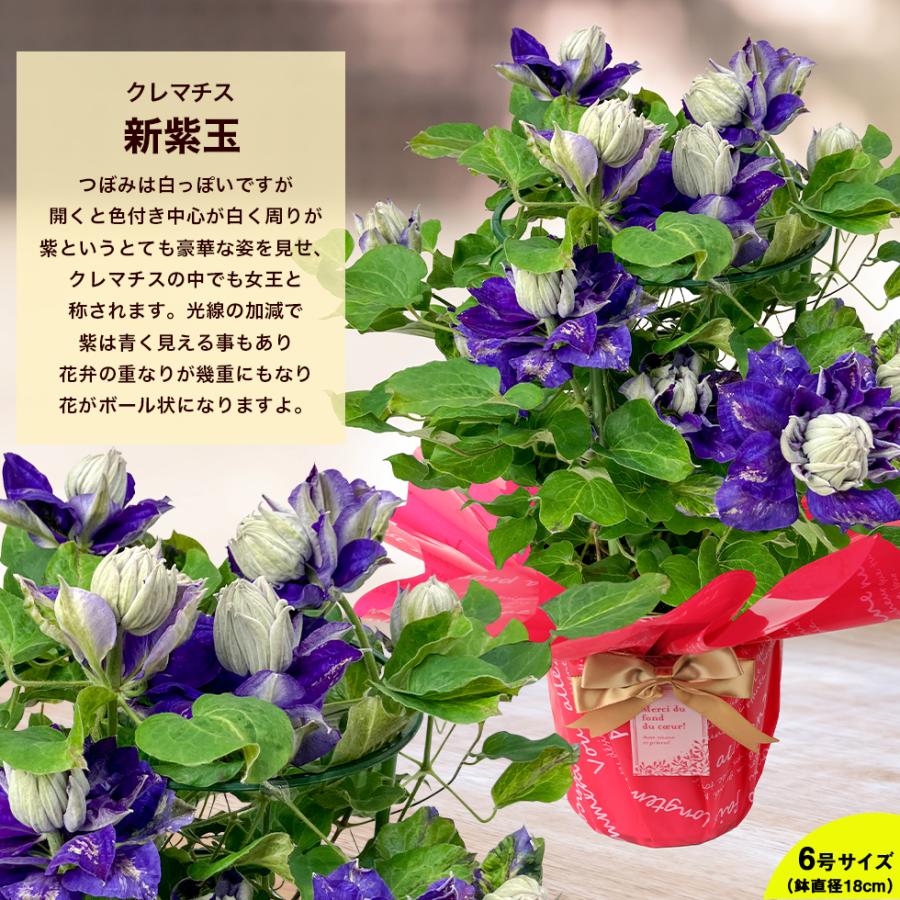遅れてごめんね 母の日 2026 ギフト プレゼント 花 豪華クレマチス 6号
