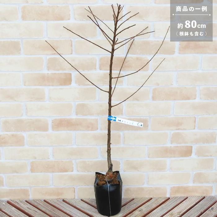 果樹 苗木 花 ユスラウメ 梅桃 鉢植え 赤実 ゆすらうめ 接木 4.5号 直径13.5cm ポット 落葉樹 :j01065-28-135p:イングの森 花 苗 球根 育て方 - 通販 - Yahoo!ショッピング 果樹 苗木 花 ユスラウメ 梅桃 鉢植え 赤実 ゆすらうめ 接木 4.5号 直径13.5cm ポット 落葉樹 :j01065-28-135p:イングの森 花 苗 球根 育て方 - 通販 - Yahoo!ショッピング