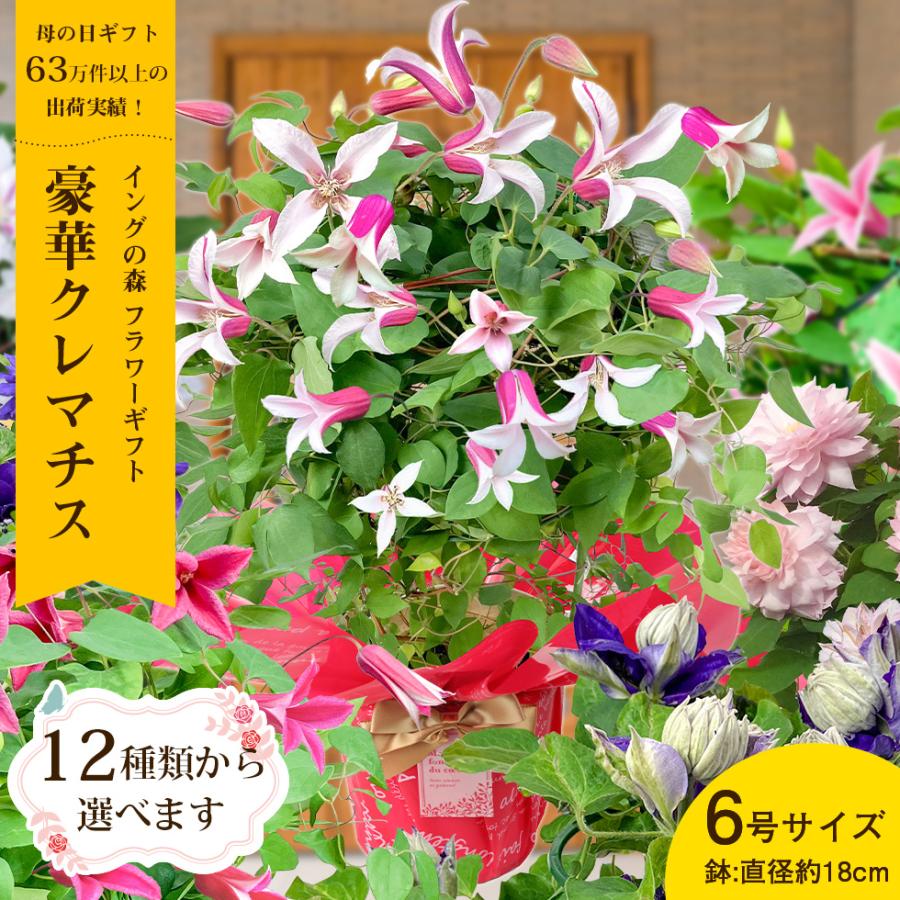 母の日 2026 ギフト プレゼント 花 豪華クレマチス 6号鉢 12種類から選べます こだわりラッピング 全国一律 送料無料　プレゼント ギフト（Yahoo!・イングの森 花苗の専門店）
