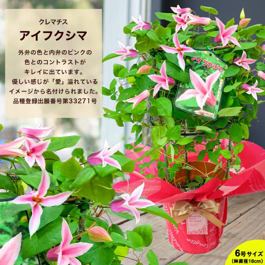 遅れてごめんね 母の日 2026 ギフト プレゼント 花 豪華クレマチス 6号