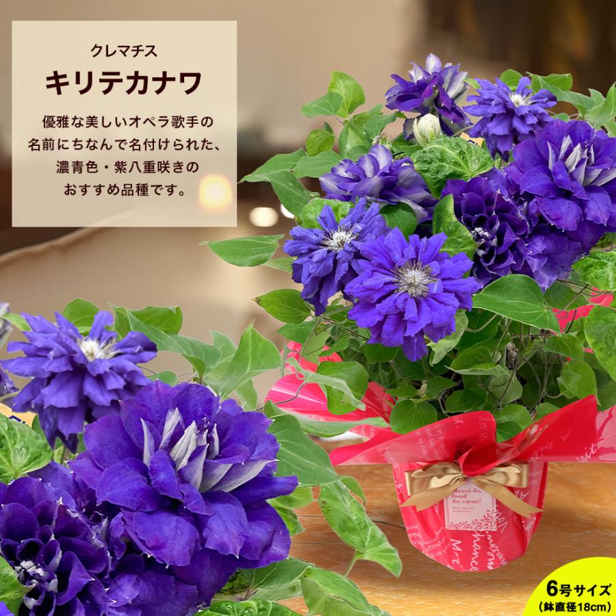 遅れてごめんね 母の日 2026 ギフト プレゼント 花 豪華クレマチス 6号