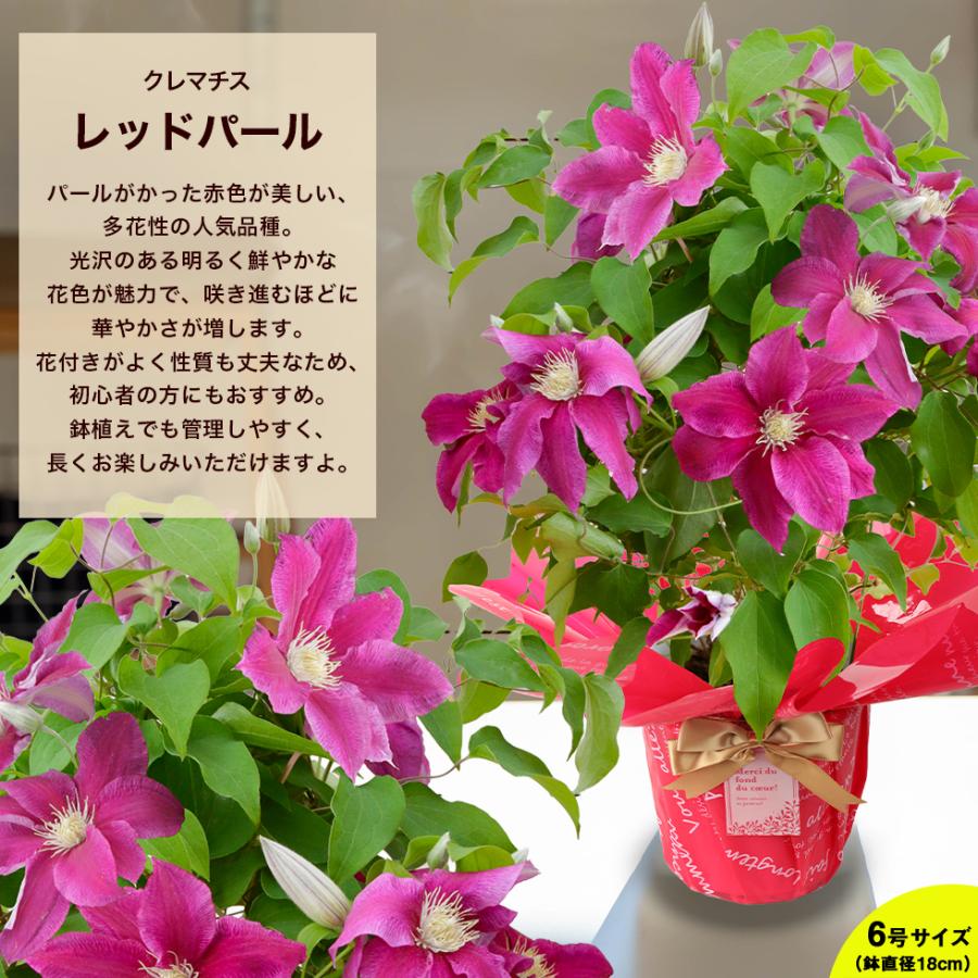 遅れてごめんね 母の日 2026 ギフト プレゼント 花 豪華クレマチス 6号