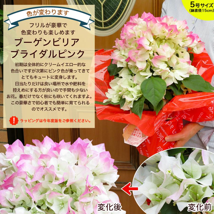 遅れてごめんね 母の日 2024 ギフト 鉢植え 花 プレゼント デルフィニューム ブーゲンビリア ブルーベリー 5号サイズ 鉢植え こだわりラッピング 全国送料無料｜hanamankai｜08