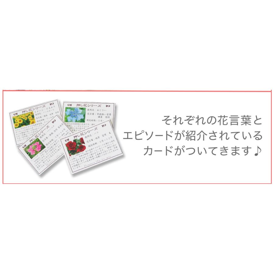 ギフト プレゼント 誕生花 誕生石コラボレーションストラップ 全国送料無料 ネコポス ポスト投函 Kg2 イングの森 花 苗 球根 育て方 通販 Yahoo ショッピング