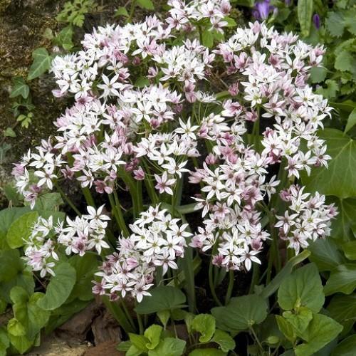 アリウム カメレオン 15球パック 送料無料 他品同梱可 関東甲信越地域以外は別途送料がかかります 秋植え球根 冬植え球根 Kyu Alium C15 イングの森 ガーデニング 花 苗 通販 Yahoo ショッピング