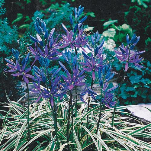 カマシア ブルーメロディー 花 球根 50個パック 秋冬植え 春咲き イングリッシュガーデン 送料無料 植栽用余剰球放出企画 Kyu Cama Bm50 イングの森 花 苗 球根 育て方 通販 Yahoo ショッピング