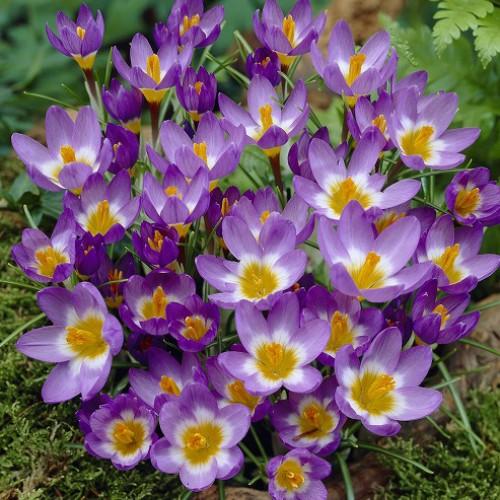 クロッカス 花 球根 秋植え冬植え 春咲き 水栽培にも シーベリートリカラー 50球パック イングリッシュガーデン Kyu Crocc St40 イングの森 花 苗 球根 育て方 通販 Yahoo ショッピング