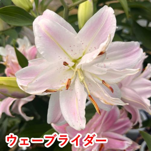 オリエンタルリリー ピンク系八重咲き 3品種から選んでね！ 球根 1球