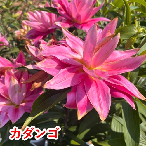 オリエンタルリリー ピンク系八重咲き 3品種から選んでね！ 球根 3球