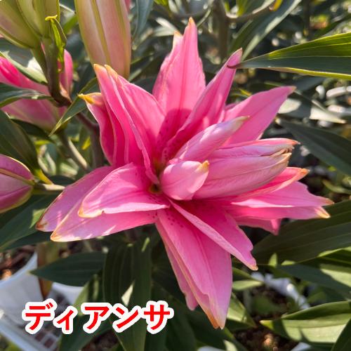 オリエンタルリリー ピンク系八重咲き 3品種から選んでね！ 球根 3球