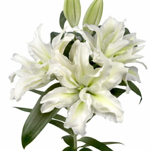 オリエンタルユリ 花 球根 八重咲き ローズリリー アイシャ 2球 保湿剤入りパック 秋冬植え 春 夏 百合 ゆり イングリッシュガーデン Kyu Lily Ais2 イングの森 母の日 プレゼント ギフト 花 通販 Yahoo ショッピング