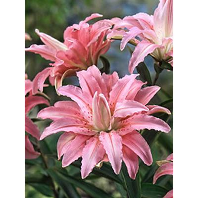 ユリ 百合 オリエンタルリリー 花 苗 八重咲き ブロークンハート 発芽済み 10 5cmポット 1球 ゆり 秋 冬植え 春咲き 球根 イングリッシュガーデン Kyu Lily Brokenheartm イングの森 花 苗 育て方 通販 Yahoo ショッピング