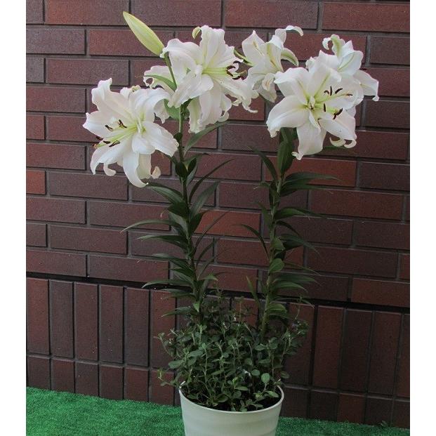 カサブランカ ゆり ユリ 百合 花 球根 オリエンタルリリー 八重咲きホワイトアイズ 2球保湿剤入りパック 春咲き Kyu Lily Casablancaw2 イングの森 花 苗 育て方 通販 Yahoo ショッピング