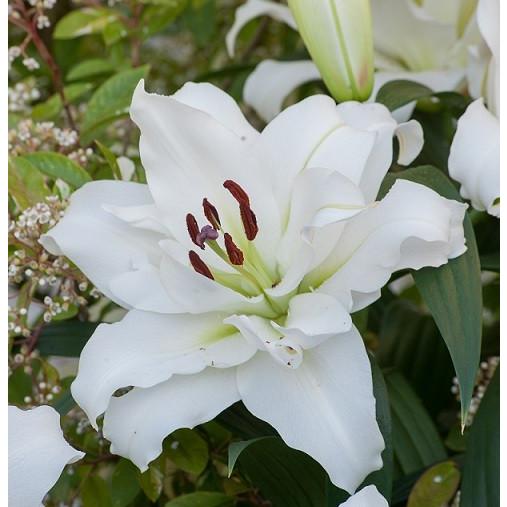 カサブランカ 花 球根 オリエンタルリリー 八重咲き 百合 ユリ ホワイトアイズ 5球 保湿剤入りパック ゆり 秋冬植え 春咲き 全国送料無料 Kyu Lily Casablancawsp イングの森 花 苗 球根 育て方 通販 Yahoo ショッピング