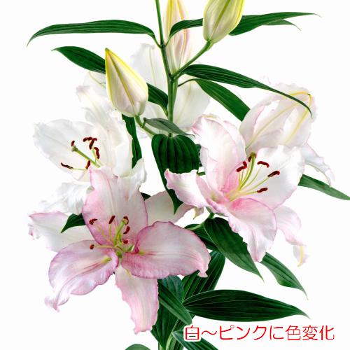 オリエンタルリリー カメレオン 花 球根 ゆり ユリ 百合 白からピンクに色変わりする品種 1球保湿剤入りパック 春咲き Kyu Lily Cm1 イングの森 花 苗 球根 育て方 通販 Yahoo ショッピング