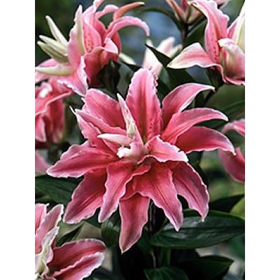 オリエンタルリリー 八重咲きディスタントドラム 2球保湿剤入りパック ゆり ユリ 百合 秋植え 冬植え 春咲き 球根 イングリッシュガーデン Kyu Lily Distantdrum5 イングの森 花 苗 育て方 通販 Yahoo ショッピング