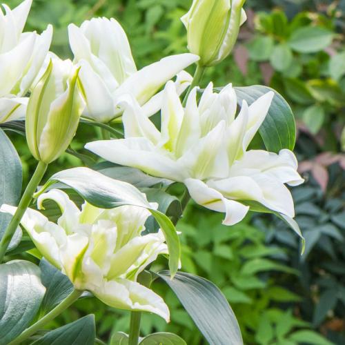 オリエンタルリリー ハンバー 花 球根 ゆり ユリ 百合 フレアリリー ハンバー 2球保湿剤入りパック 春咲き イングリッシュガーデン ｎ Kyu Lily Humb2 イングの森 花 苗 育て方 通販 Yahoo ショッピング