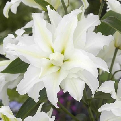 オリエンタルリリー ゆり ユリ 百合 花 球根 八重咲きマイウエディング 2球保湿剤入りパック 春咲き Kyu Lily Mywed5 イングの森 花 苗 育て方 通販 Yahoo ショッピング