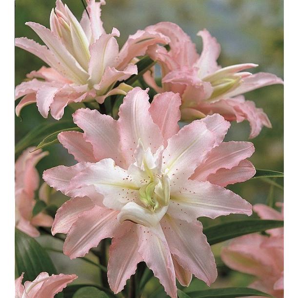 発芽済みポット苗 オリエンタルリリー 八重咲きソフトミュージック 1球発芽苗10 5cmポット ゆり ユリ 百合 秋植え 冬植え 春咲き 球根 イングリッシュガーデン Kyu Lily Softmusicm イングの森 花 苗 育て方 通販 Yahoo ショッピング