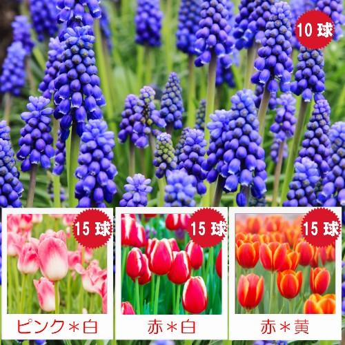 チューリップ 球根 花 2色咲きセット ３品種各１５球計４５球セット 色別にパックにムスカリ球根10球付いて合計55球 Kyu Tulip Uniqaet イングの森 花 苗 育て方 通販 Yahoo ショッピング