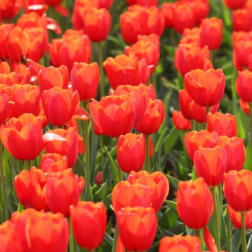 オレンジっぽい赤の百合球 ユリ 球根 オリエンタルリリー 大球 レッドカサブランカ (パラッツォ