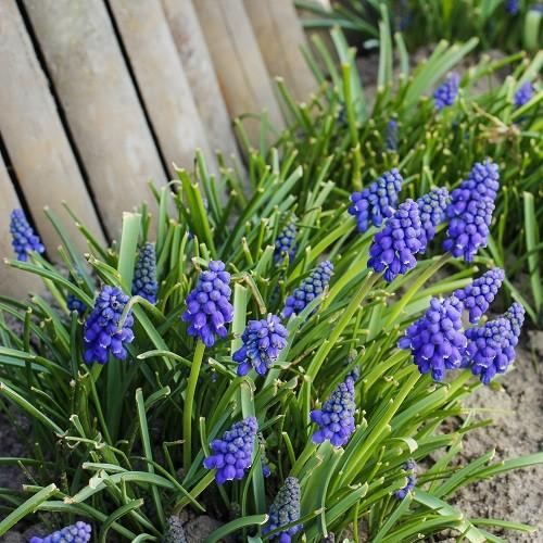 ムスカリ アルメニアカム 花 球根 球パック 秋植え 冬植え 春咲き 球根 イングリッシュガーデン L 07 15p 1 イングの森 花 苗 育て方 通販 Yahoo ショッピング