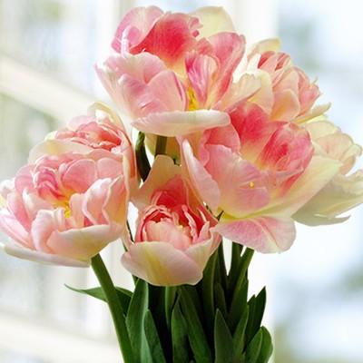 チューリップ アンジェリケ 八重咲き 5球パック 秋植え 冬植え 春咲き 球根 イングリッシュガーデン L 07 sale イングの森 花 苗 育て方 通販 Yahoo ショッピング