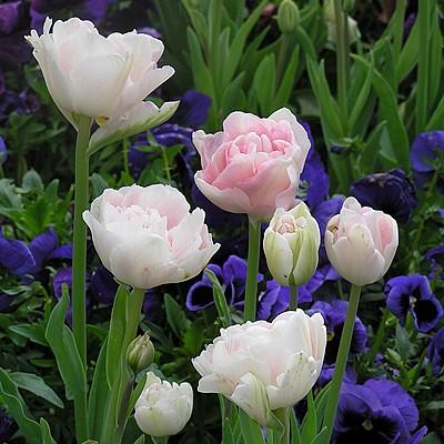 チューリップ アンジェリケ 八重咲き 5球パック 秋植え 冬植え 春咲き 球根 イングリッシュガーデン L 07 sale イングの森 花 苗 育て方 通販 Yahoo ショッピング