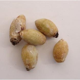 イフェイオン ハナニラ 花 球根 春咲き ウイズリーブルー 10球パック 秋冬植え イングリッシュガーデン L012 27 15p イングの森 花 苗 育て方 通販 Yahoo ショッピング