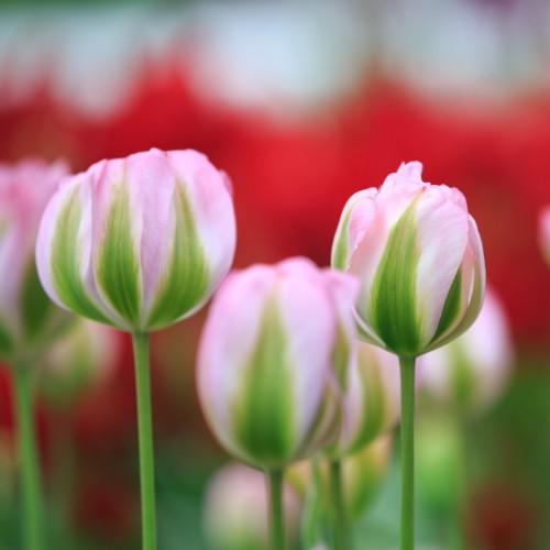 チューリップ 花 球根 秋植え 冬植え 春咲き グリーンランド 一重咲き5球パック イングリッシュガーデン L 07 12p イングの森 母の日 プレゼント ギフト 花 通販 Yahoo ショッピング