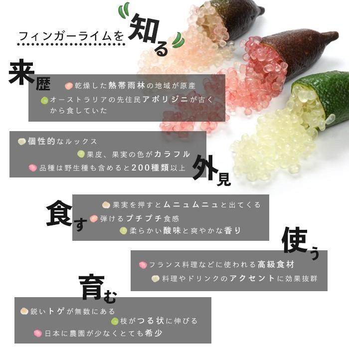 果樹苗 柑橘類 苗木 フィンガーライム ピンク 接ぎ木苗 5号 直径15cm 鉢植え 果樹苗木 常緑樹 希少 キャビアライム Lime Fingerlime02 イングの森 花 苗 育て方 通販 Yahoo ショッピング