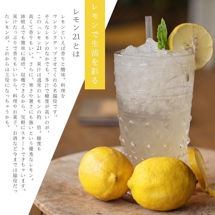 果樹苗 柑橘 レモン 苗木 早成りレモン レモン21 5号鉢 2年物 果樹苗木