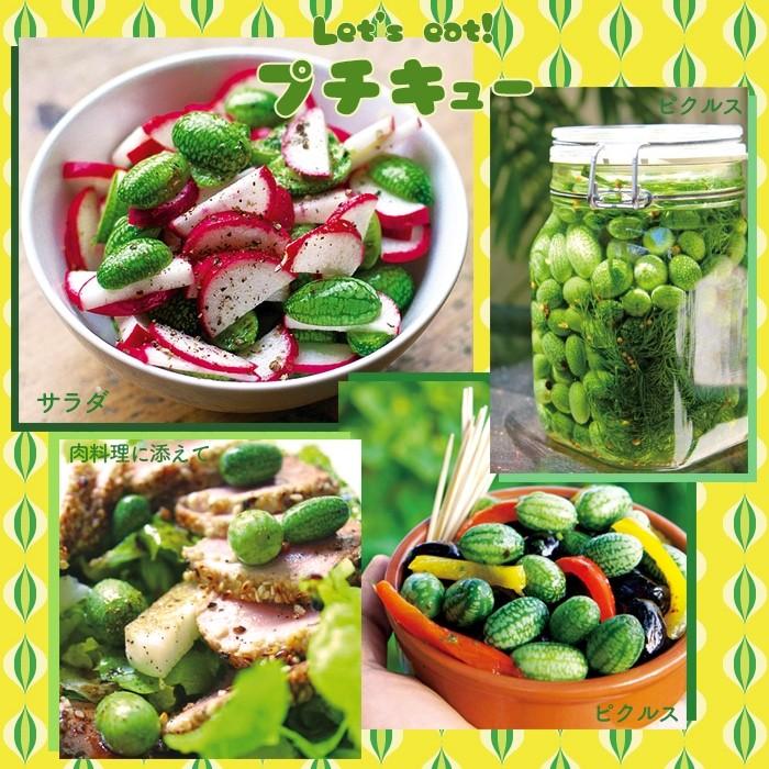 キュウリ 苗 野菜苗 一粒きゅうり プチキュー 3号 直径9cm ポット苗 胡瓜 ミニサイズ グリーンカーテン M Petitkyu01 イングの森 母の日 プレゼント ギフト 花 通販 Yahoo ショッピング