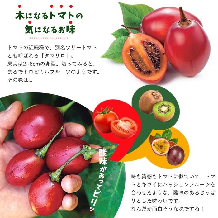 トマト 南国フルーツ 苗 野菜苗 トマトの木 タマリロ 3 5号 直径10 5cm ポット トマトツリー 木立トマト M Tomato Tamarillo1 イングの森 花 苗 育て方 通販 Yahoo ショッピング