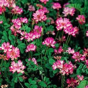 返品送料無料 レンゲソウ 花 種 春 ピンク れんげ草 １kg 業務用約100坪