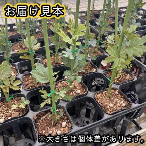 ミモザアカシア 3号（直径9cm）ポット苗 1株 家庭樹 シンボルツリー