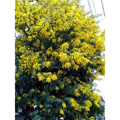 ミモザアカシア 1株 家庭樹 シンボルツリー N Acasia Mimoza イングの森 花 苗 育て方 通販 Yahoo ショッピング